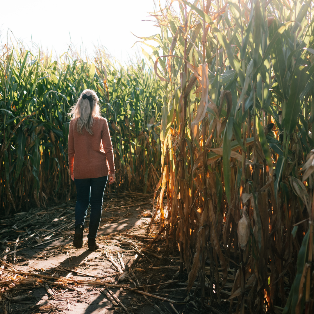 woman walking in a corn maze