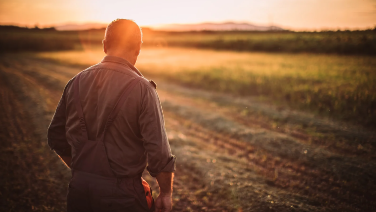 Male farmer standing in a field at sunset