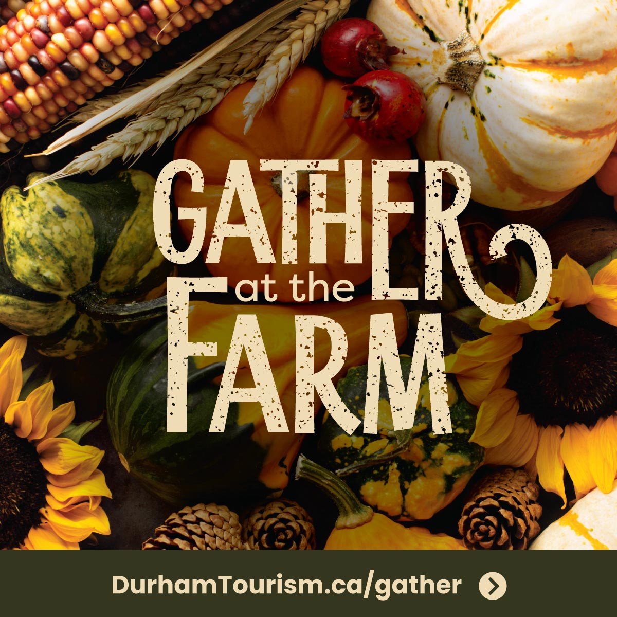 display of sunflowers pumpkins corn and pinecones with text Gather at the Farm DurhamTourism.ca slash gather