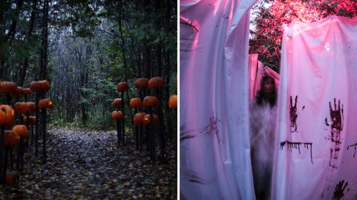 split image. left shows a trail in a dark forest lined with pumpkins. right shows a costumed person surrounded by white tarps