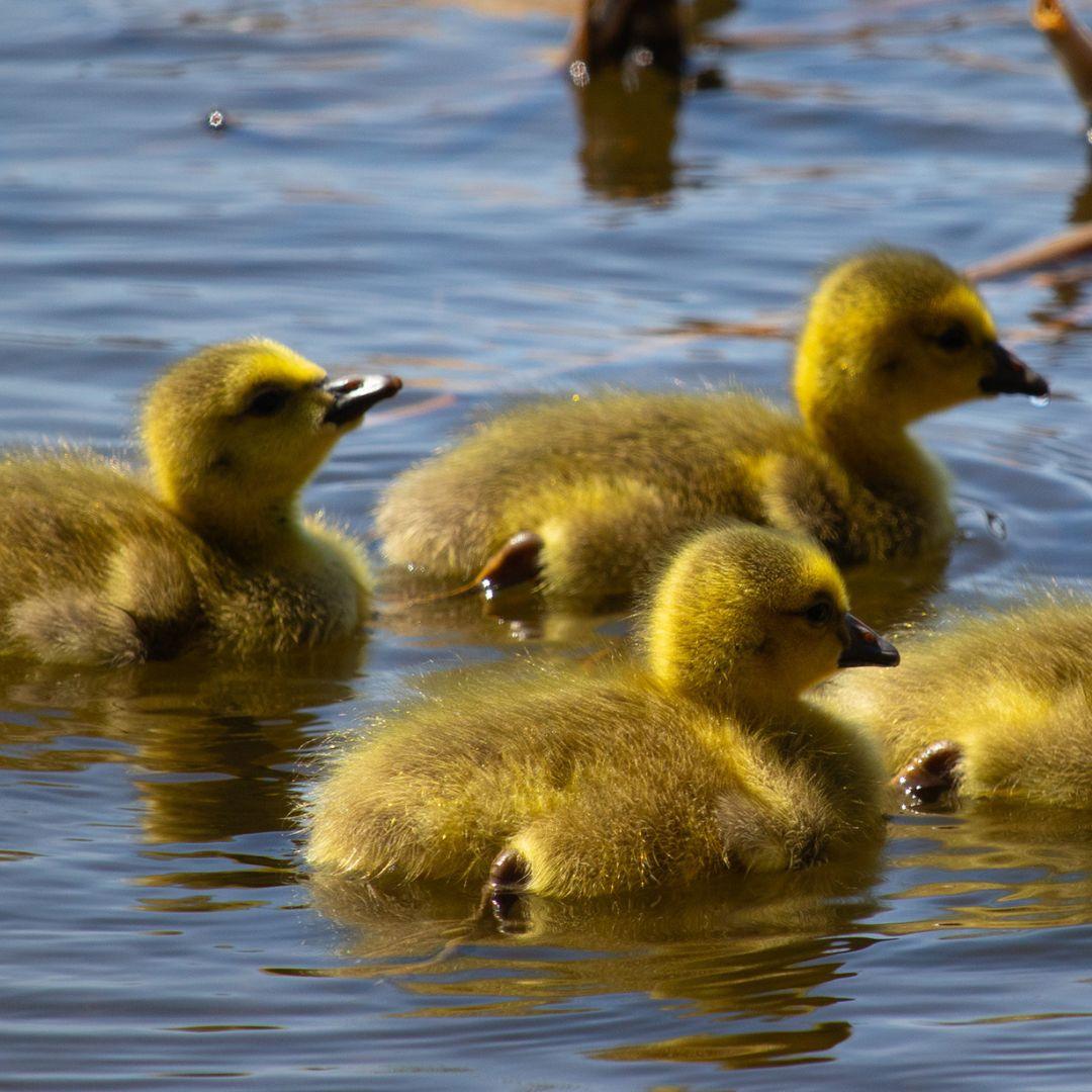 four goslings swimming in water