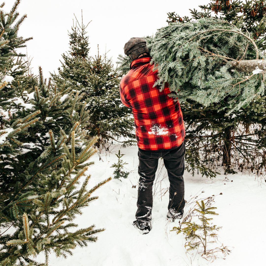 man holding a Christmas tree at a tree farm