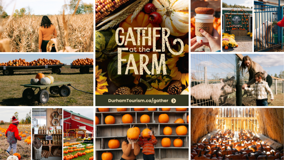 collage of images showing fall on the farm with pumpkins, corn fields, pigs, goats and farm stands