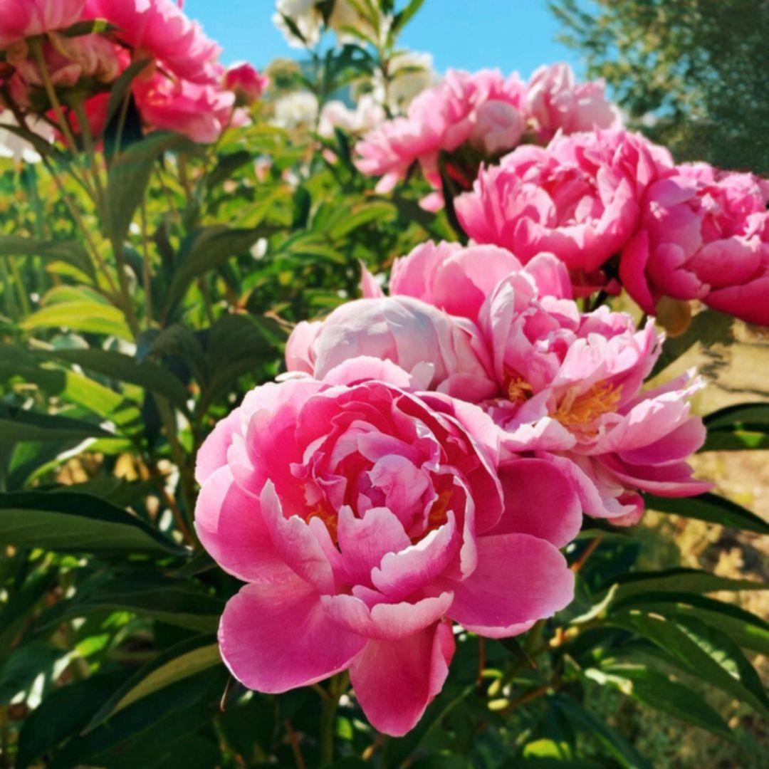blooming peony bush
