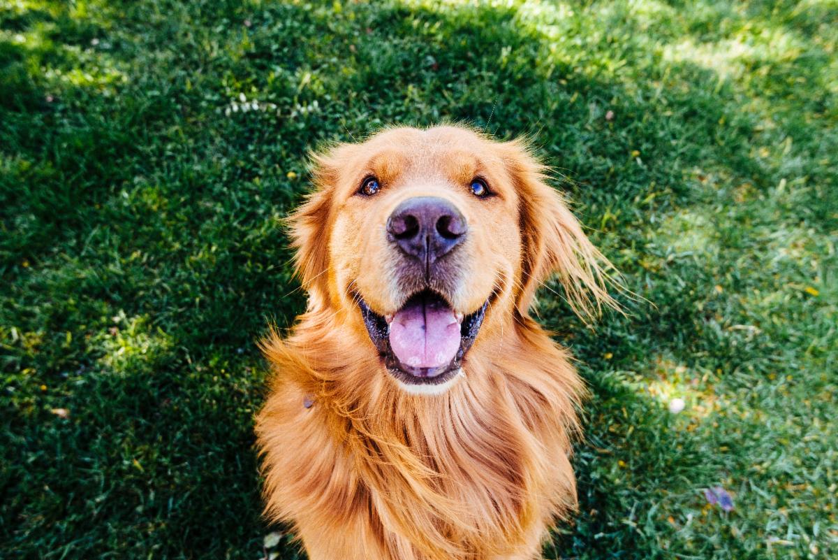 A golden retriever smiles for the camera