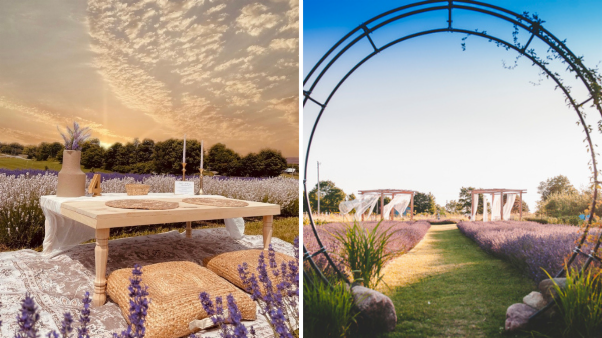 split image. left shows table and cushions laid out in a lavender field. right image shows an arch in a lavender field