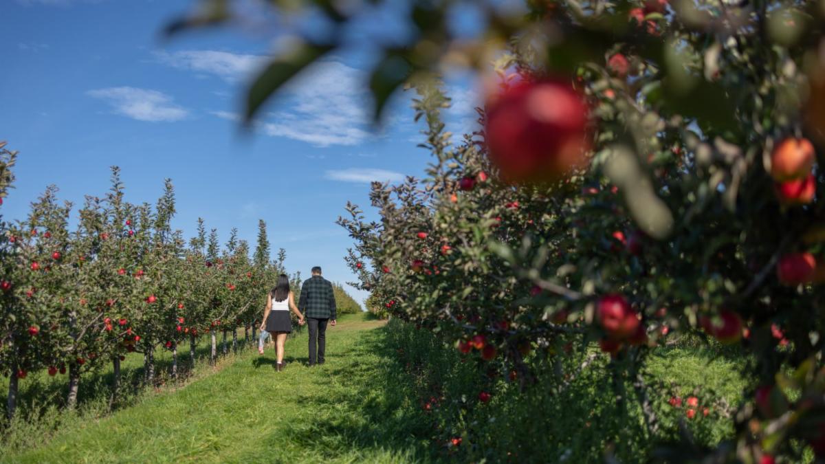 couple holding hands walks through an apple orchard