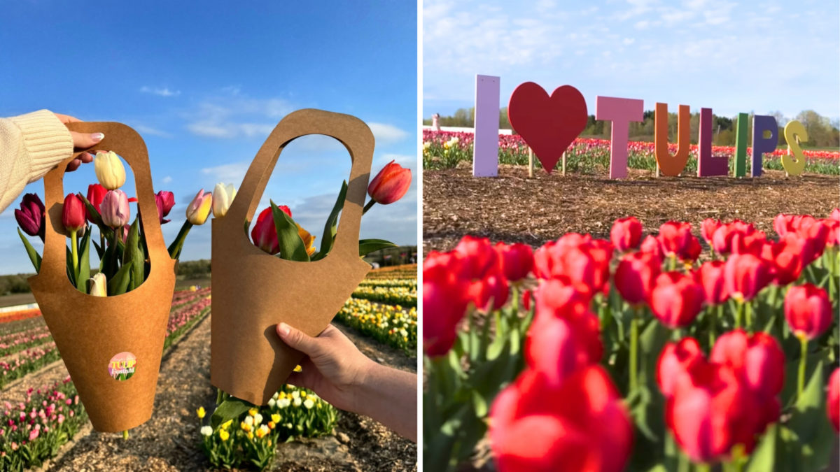 split image. left shows hand holding up a bouquet of tulips in a tulip field. right shows tulips blooming in a field