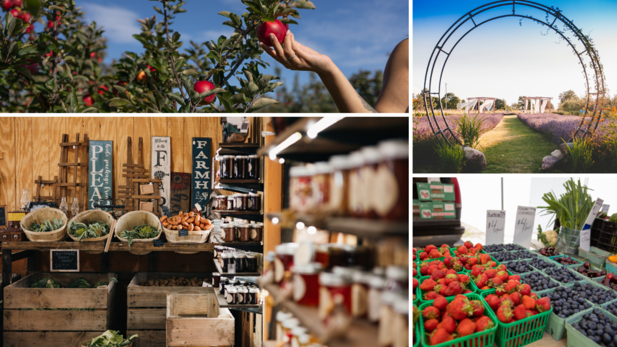 four grid image clockwise: hand picking apple from tree, arch in a lavender field, berries at a market, farm stand with vegetables and preserves