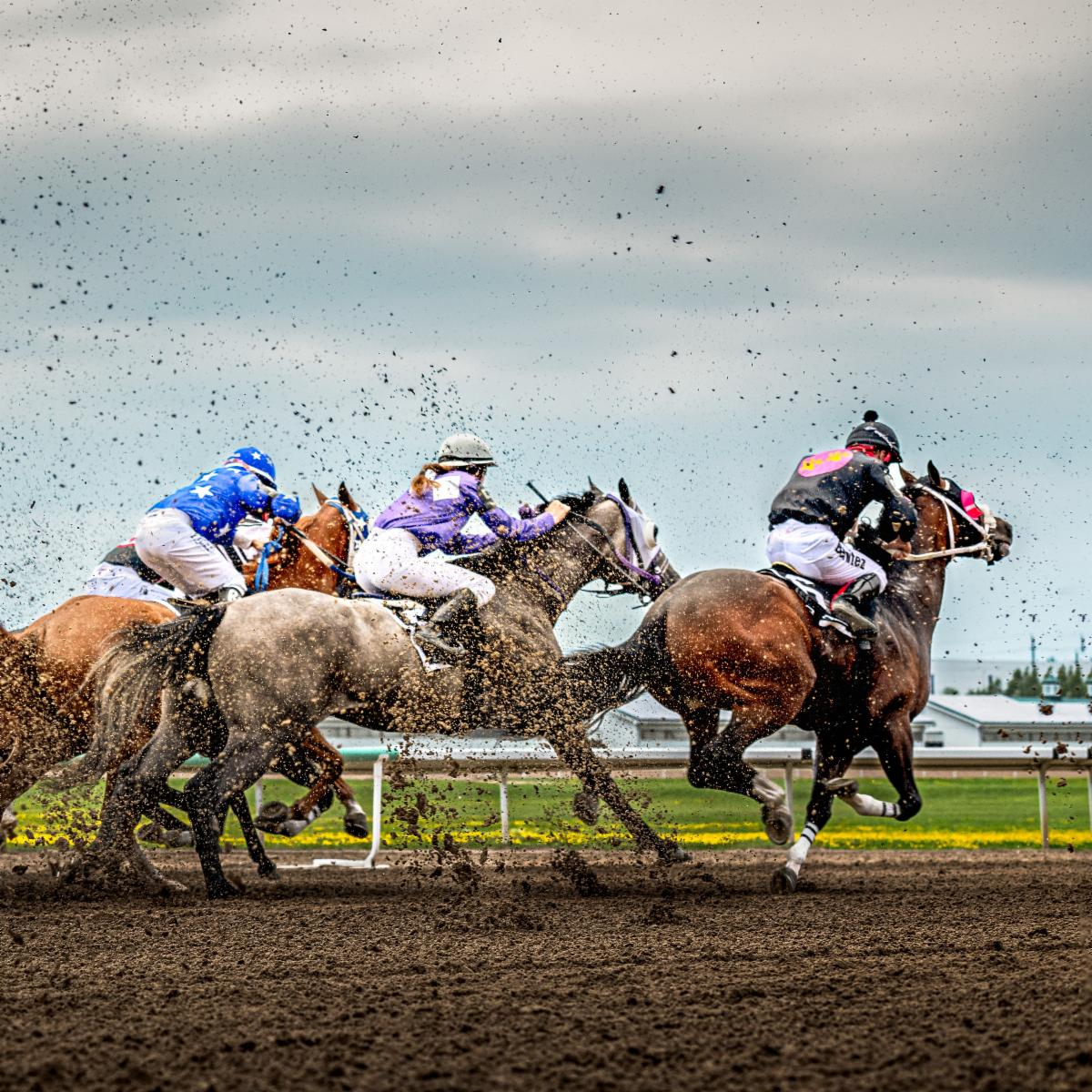 Horses splashing through mud at race track