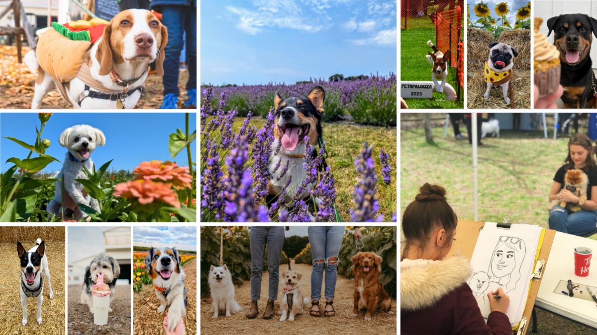 photo grid of 11 pictures of dogs