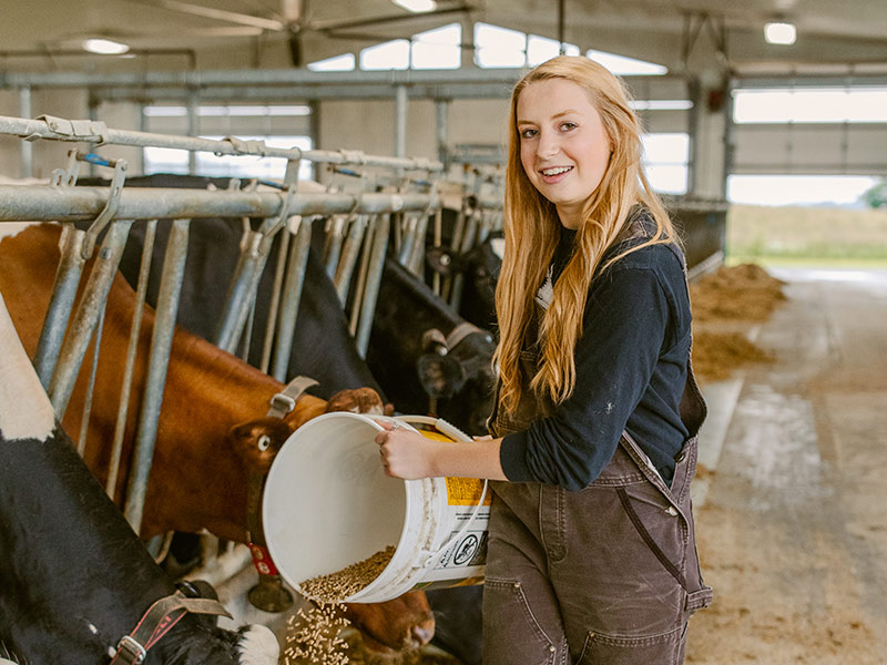 Woman feeding dairy cattle in a barn