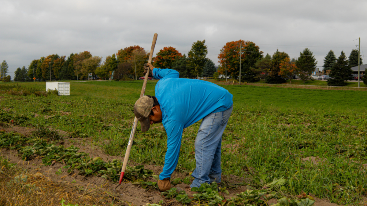 man tending to plants in a farm field