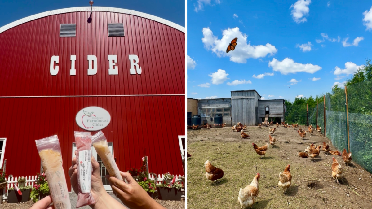 Split image has two hands holding ice cream cones in front of a barn on the left and a field of chickens on the right