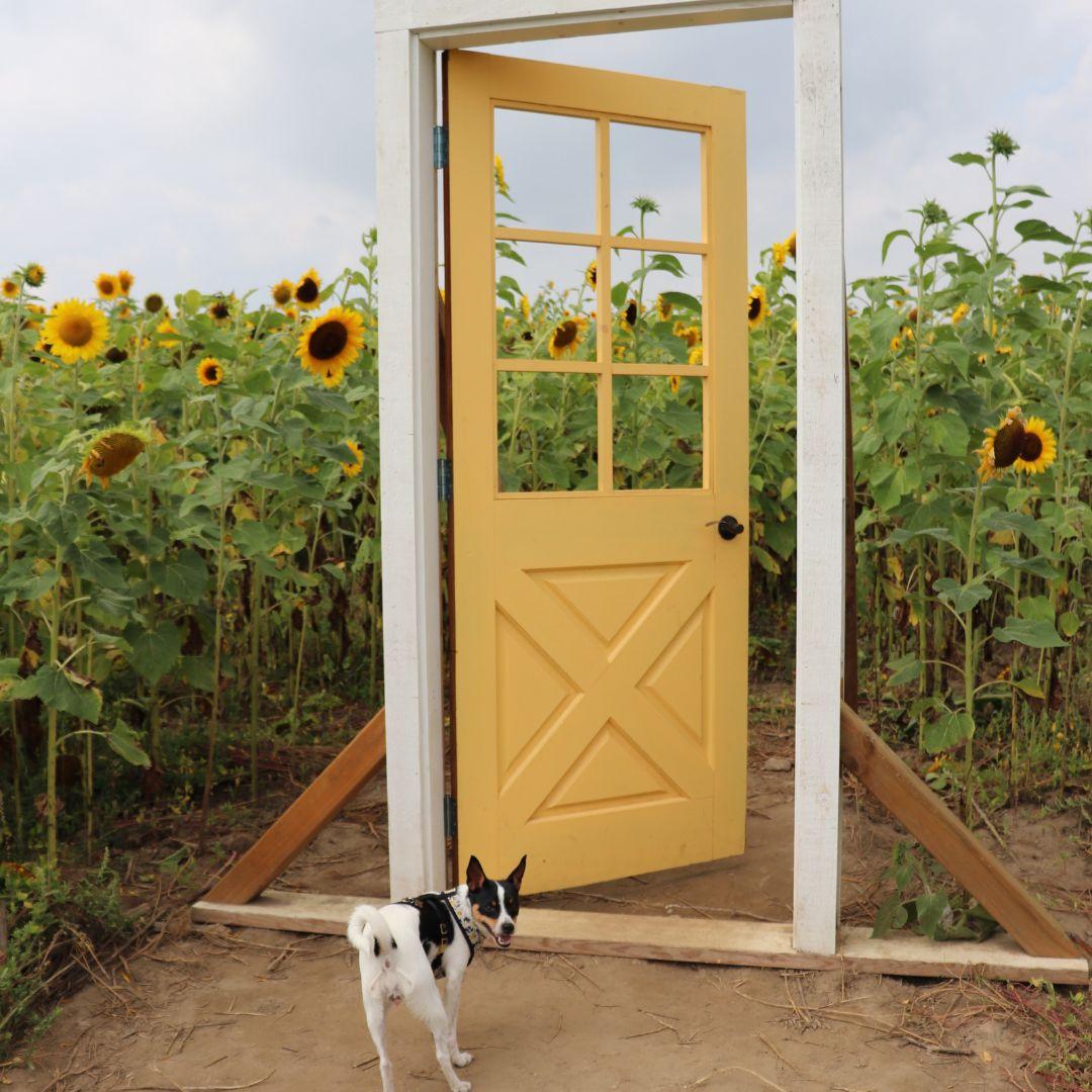 a dog stands in front of an open door displayed at a sunflower farm