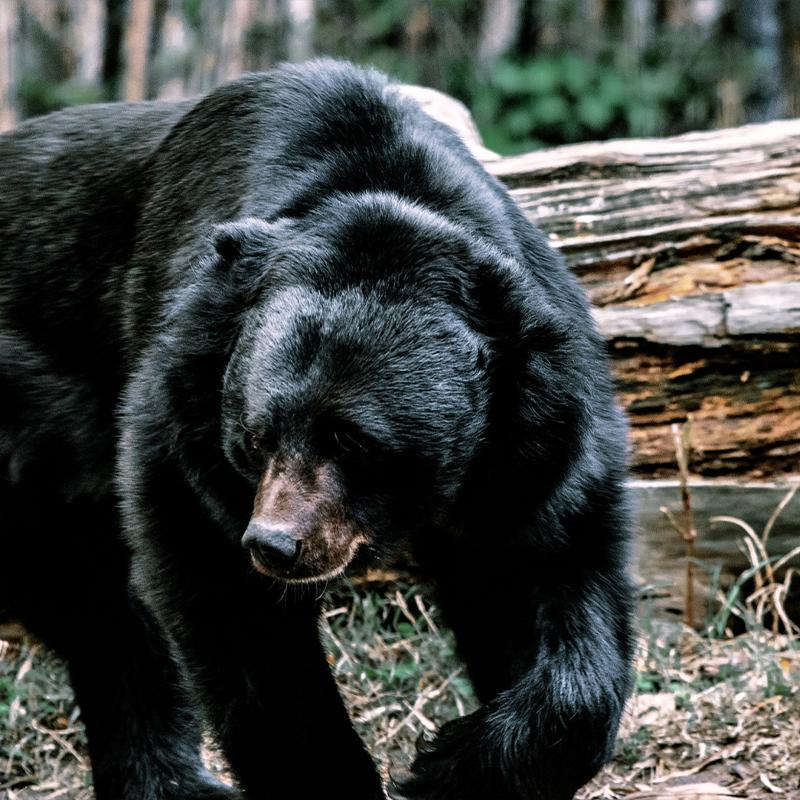Black bear