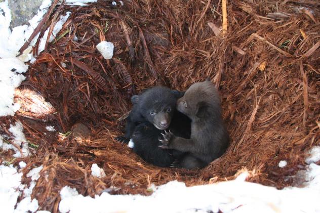 From Barely Surviving To Thriving: Bears Make Comeback In Nevada | Credit:Jon Beckmann/Wildlife Conservation Society