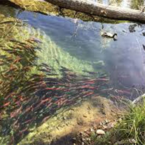 Invasive species removal in Taylor and Tallac creeks