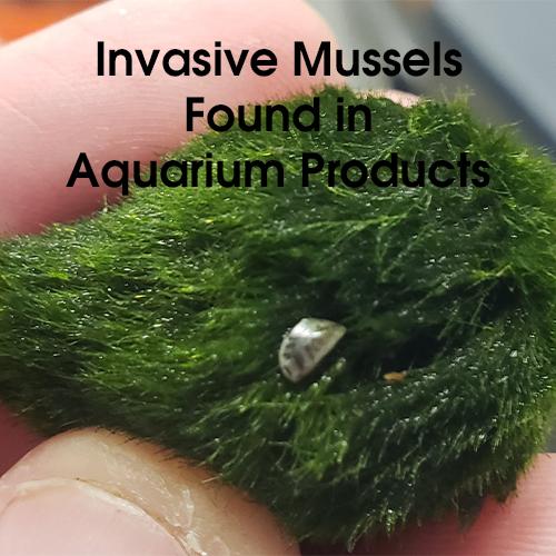 Invasive Mussels Found in Aquarium Products