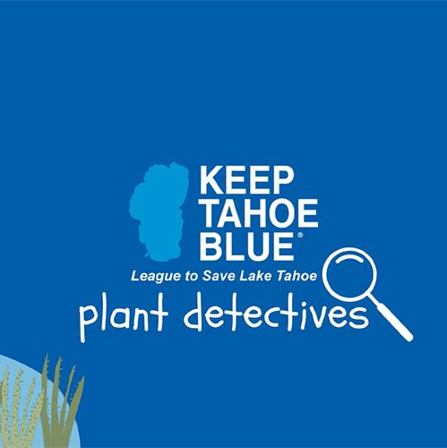 Plant Detectives Activity