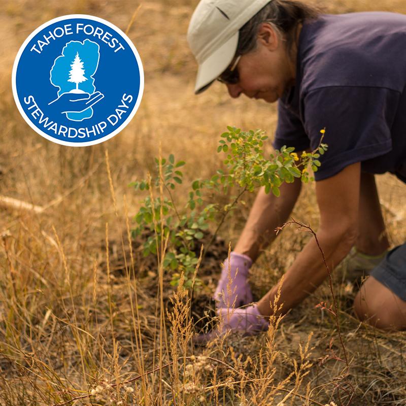June 2022 Tahoe Forest Stewardship Day