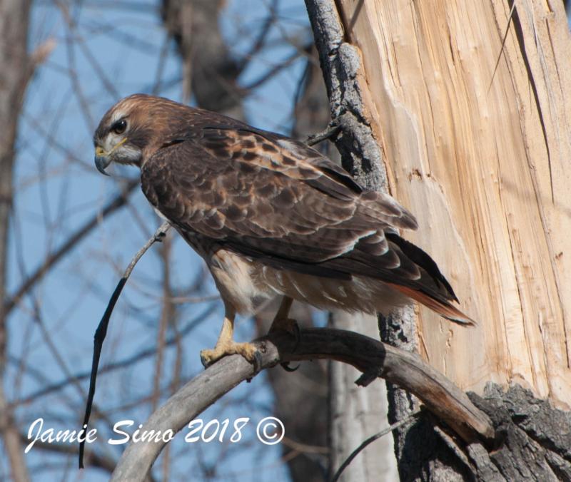 Red tailed Hawk