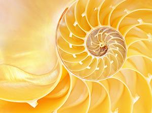 Nautilus shell