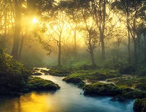 Compassionate Regard for the World