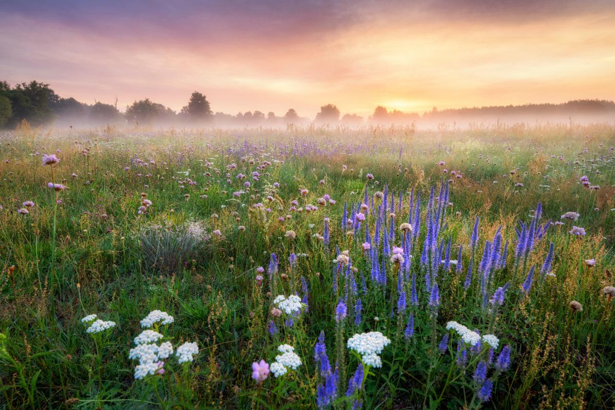 Field of spring flowers