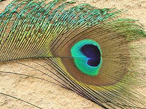 Peacock feather