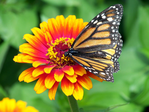 Butterfly on flower