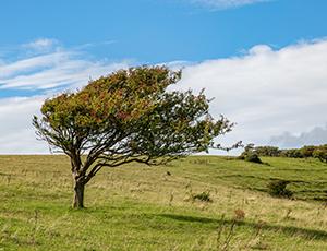 Strong Winds, Deep Roots