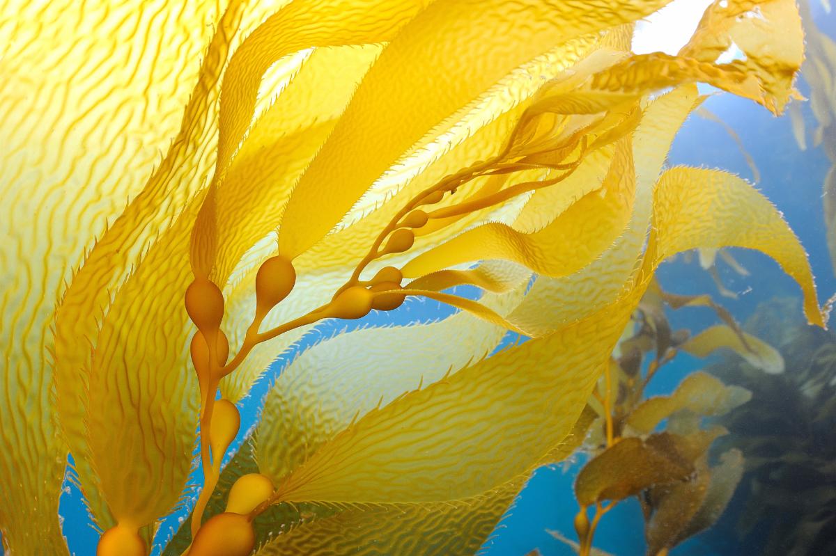 Flowing seaweed