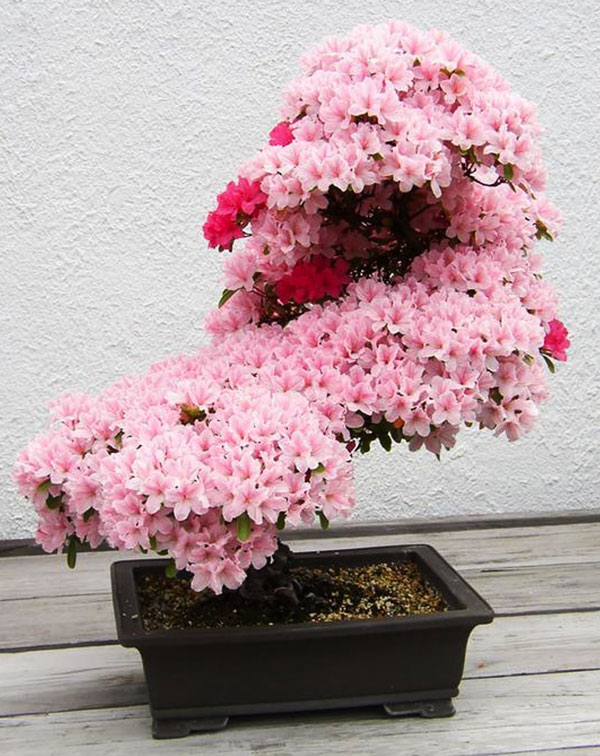 Daniels Energy Special Customer Savings News