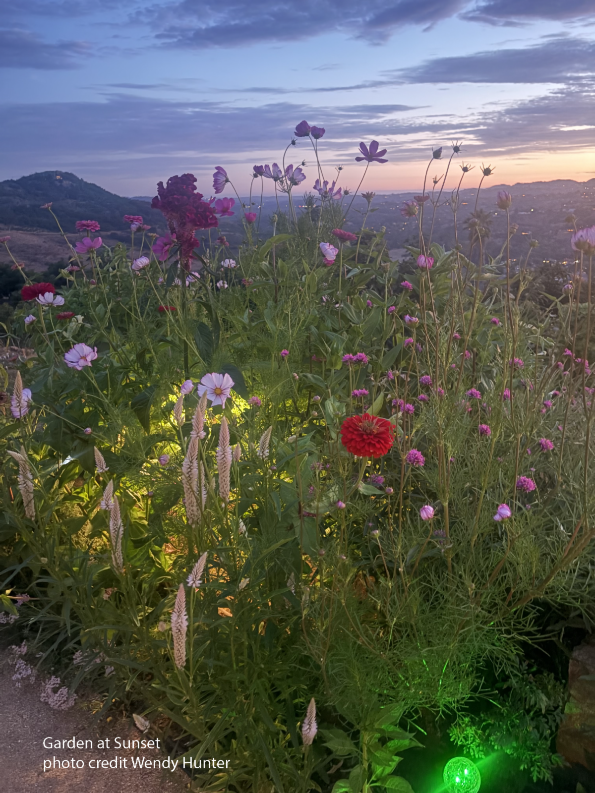photo of cut-flower garden at sunset 