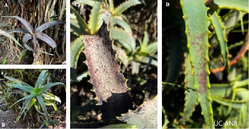 photo of thrip-affected Aloes