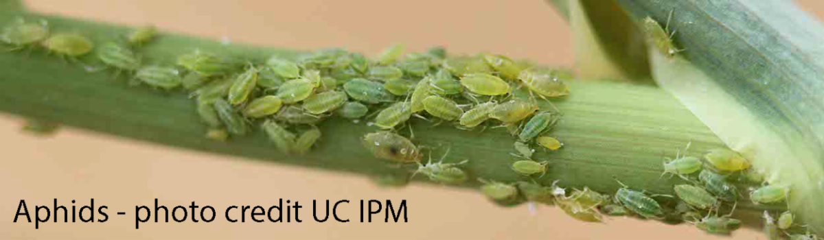 photo of green aphids on stalk 