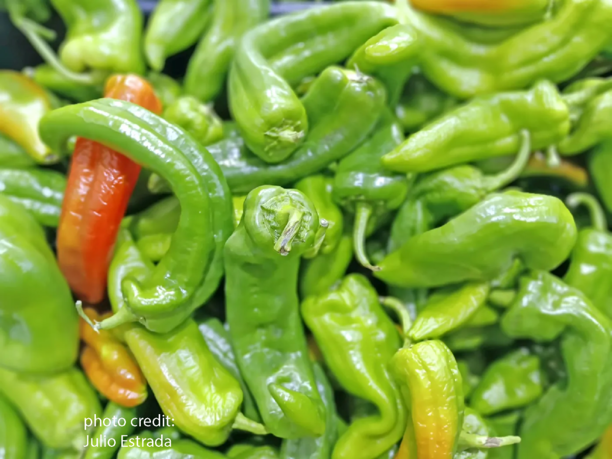 photo of shishito peppers  