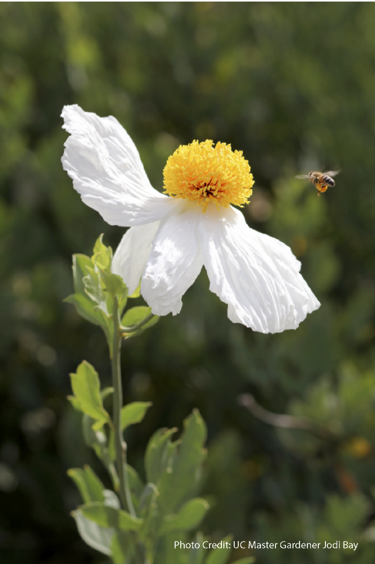 Matilija Poppy and bee. Photo Credit: UC Master Gardener Jodi Bay