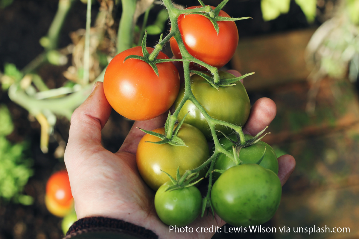 photo of hand holding green and red tomatoes