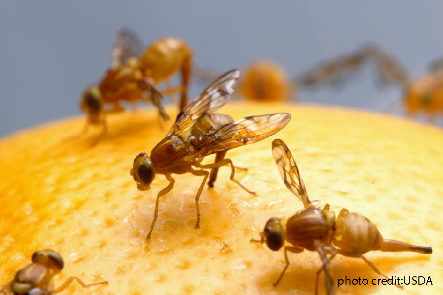 Mexican Fruit Fly – photo credit:USDA