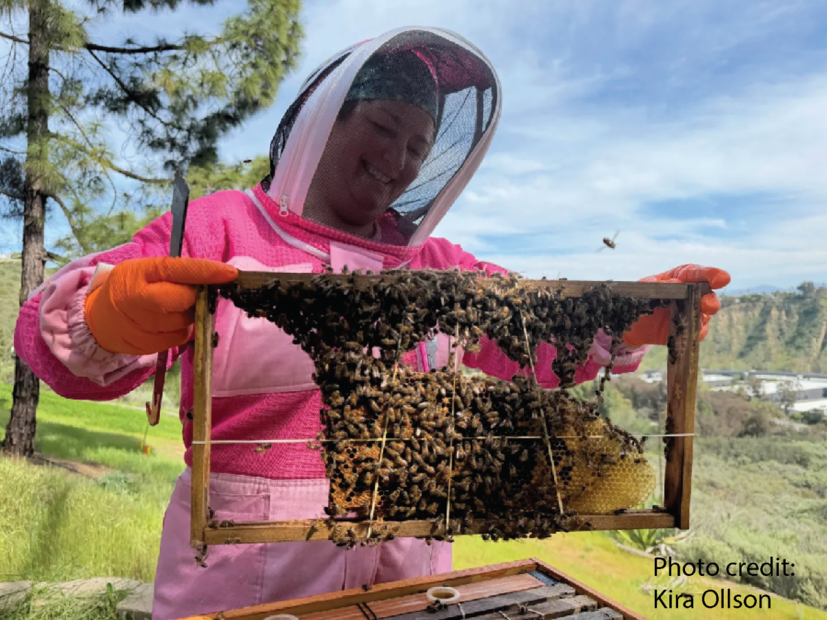 A beekeeper rescues a bee colony. (photo credit: Kira Olsson)