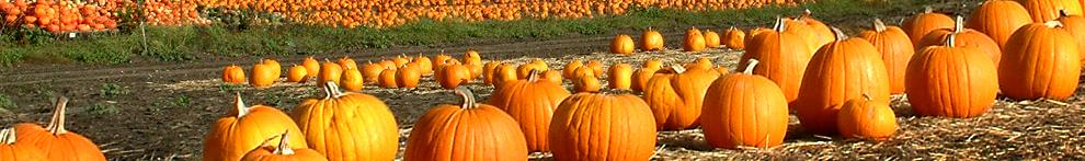 Pumpkins