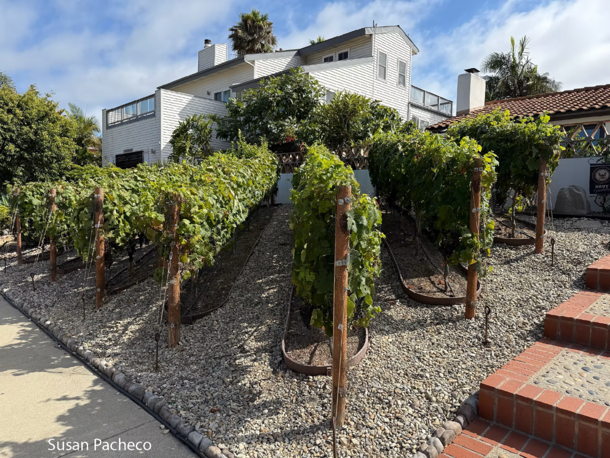 Image of grape vines in front of a house