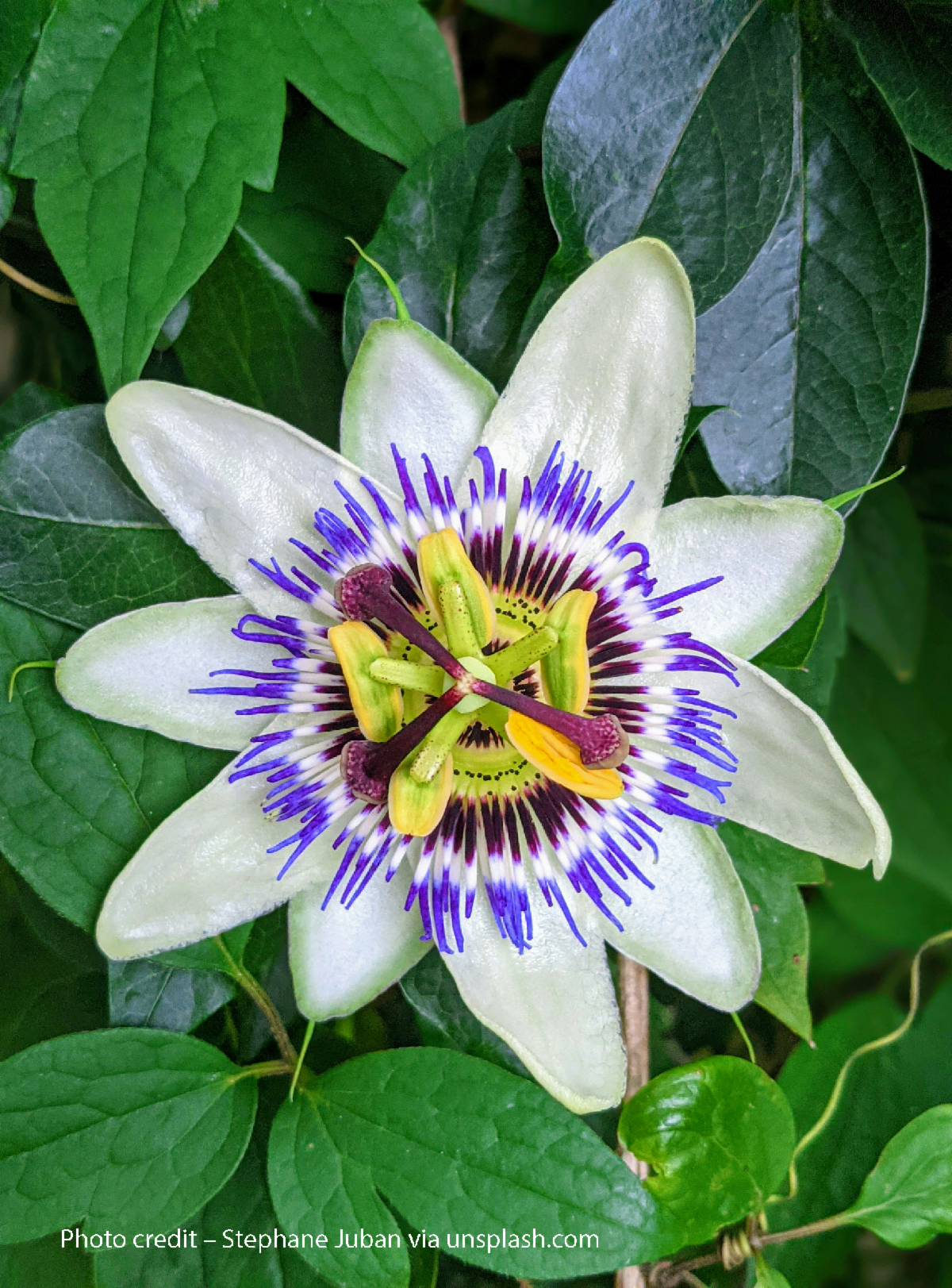 Photo of a Passion Fruit blossom.