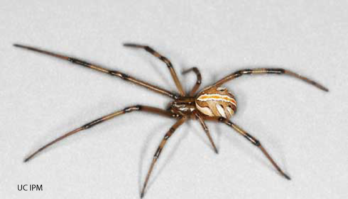 photo of immature female western black widow spider 