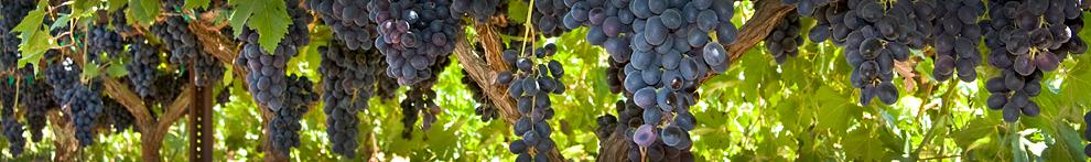 Photo of grapes hanging from a vine.
