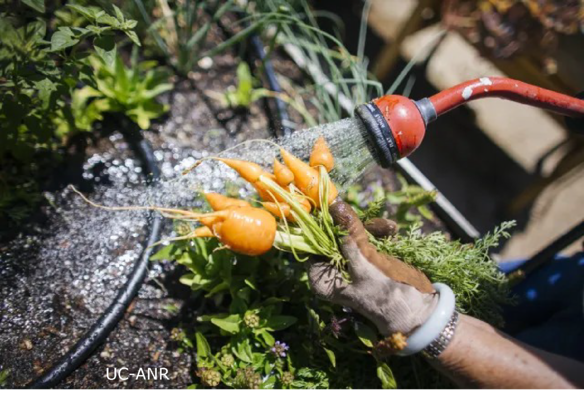 Image of a person washing some carrots