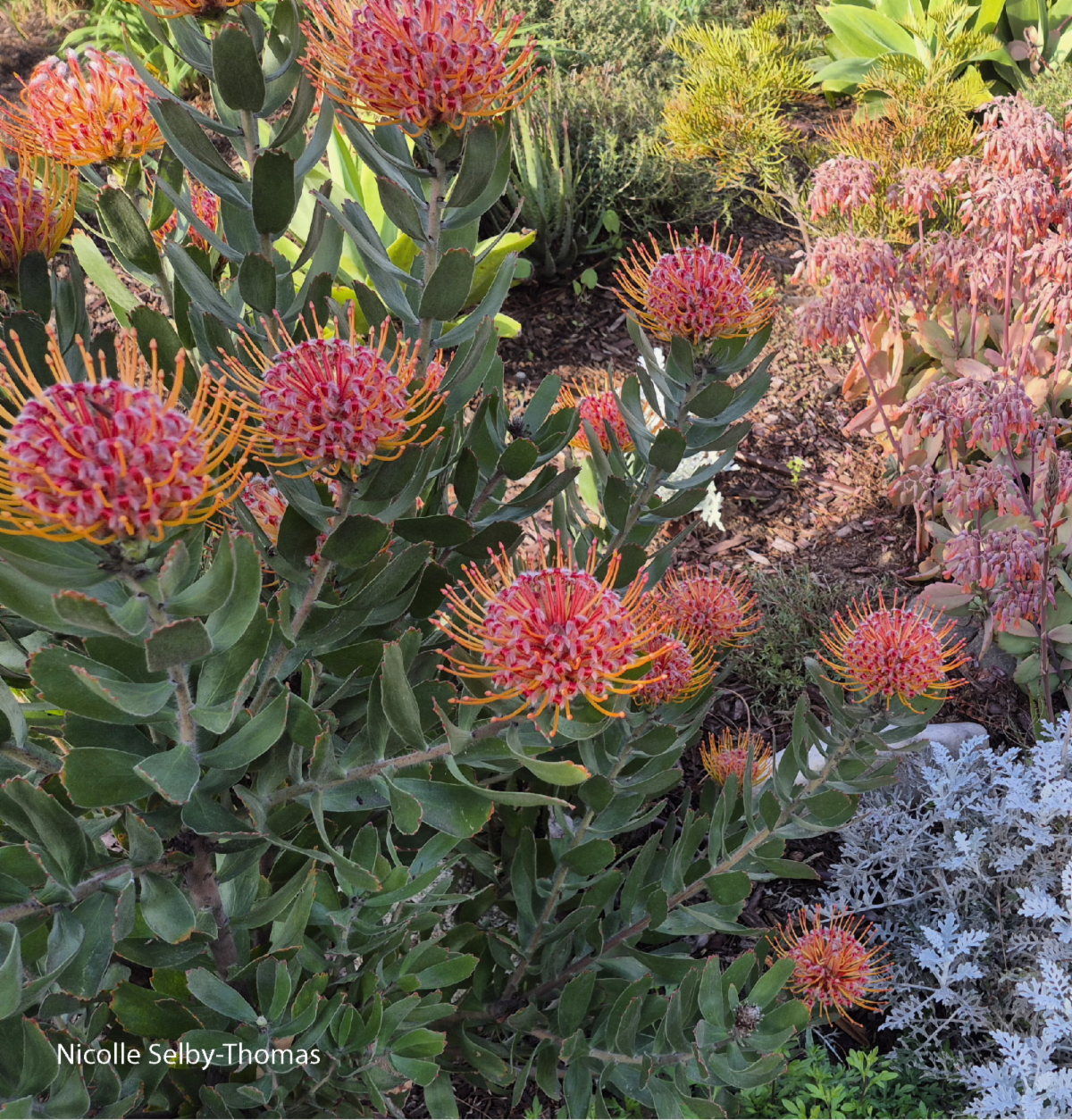 Image of Pincushion proteas 