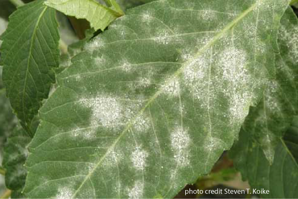 Photo of powdery mildew on leaf.